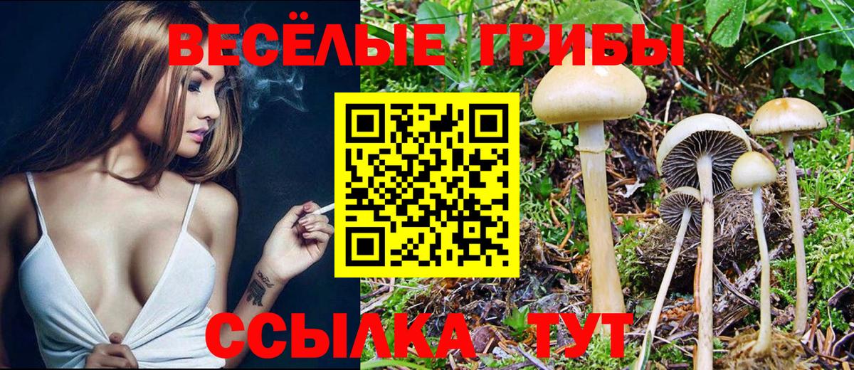 Псилоцибиновые грибы Psilocybine cubensis Архангельск